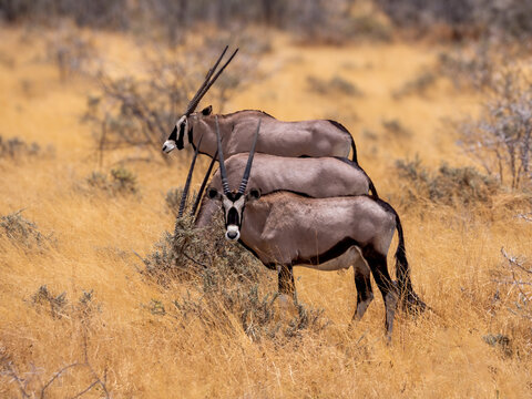 Three Oriyx antilopes (Oryx gazella), photographed in the savannah of Etosha National Park.