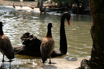 Fototapeta premium Black swan and ducks gather near the water's edge on a sunny day