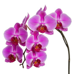 Vibrant pink orchid flowers with green stem and branches isolated on transparent background