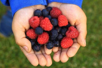Small boy holding in his hands red raspberries and  dark blue Saskatoon  berries, lat. Amelanchier alnifolia. Tasty and healthy fruit freshly picked in the garden.