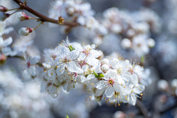 Obraz premium White blackthorn plum (Prunus spinosa) flowers, spring garden, floral wallpaper or floral background for your design