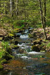 Nat&uuml;rlicher Waldbach im Hochwald im Norden des Saarlandes