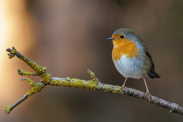 Fototapeta premium Rotkehlchen (Erithacus rubecula)