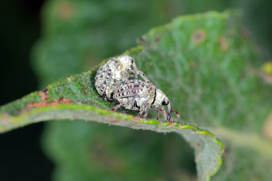 Garden figwort weevil, Cionus hortulanus. A mating couple. Feed on leaves of Buddleja and Verbascum species, while larvae feed on Water Figwort (Scrophularia auriculata), Common Figwort (Scrophularia 