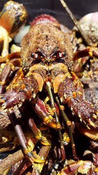 Frontal pullback from live crayfish cape lobster (Jasus lalandii). Vertical