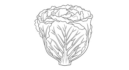 Fototapeta premium Fresh Napa Cabbage Outline Drawing, Healthy Vegetable Line Art, Organic Food Illustration