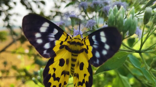 False Tiger Moth (Dysphania militaris) sitting on Siam Weed (Jack in the Bush) flower.