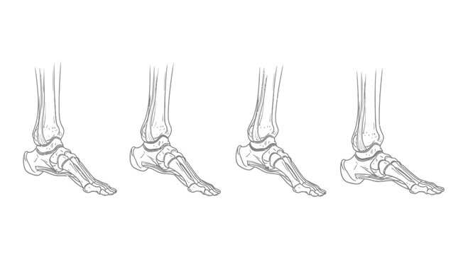 Foot Anatomy Illustration: Four Views of the Human Foot Skeleton