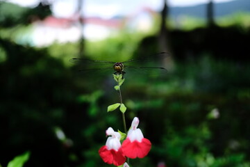 小さな花と蜻蛉（背景ボケ強め） © Yuki