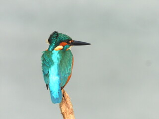 Obraz premium kingfisher on a branch