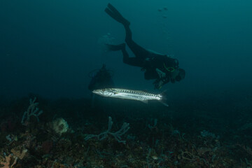 Fototapeta premium Fish swim in the Sea of the Philippines 