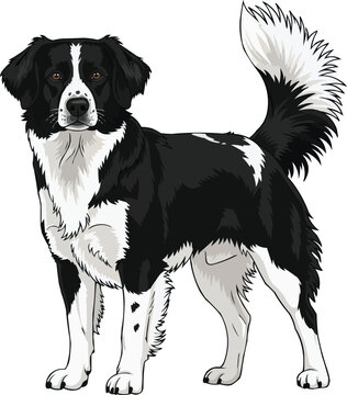 Stabyhoun dog standing alert tail raised focused stance