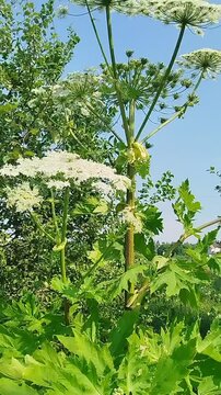 Sosnovsky's hogweed  is a large herbaceous plant, a species of the genus Heracleum of the Umbelliferae family.
The dangerous and poisonous plant Heracleum sosnowskyi grows in the wild.
