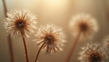 Fototapeta premium Macro view of fading dandelion seed heads backlit by warm sun. Delicate white fluff awaits wind dispersal. Gentle close-up of nature cycles.