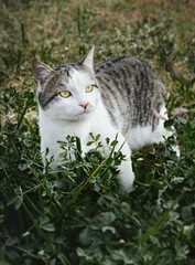 White and gray domestic cat with bright yellow eyes among green plants outdoors. A natural atmosphere of calmness and harmony with nature