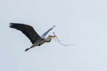 Obraz premium Graureiher (Ardea cinerea)