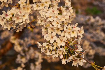 Fototapeta premium 山梨県勝沼市 甚六桜公園の桜