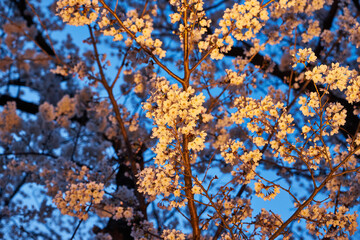 Fototapeta premium 山梨県勝沼市 甚六桜公園の夜桜