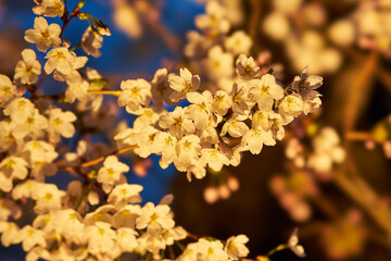 Fototapeta premium 山梨県勝沼市 甚六桜公園の夜桜