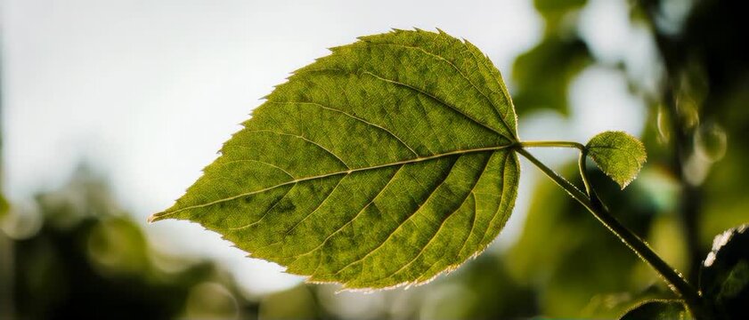 Solar Leaf Absorption. Photosynthesis & Energy from Sunlight. Science Education. A vibrant green leaf with visible veins absorbing a single, intense beam of sunlight, set in a clean outdoor garden
