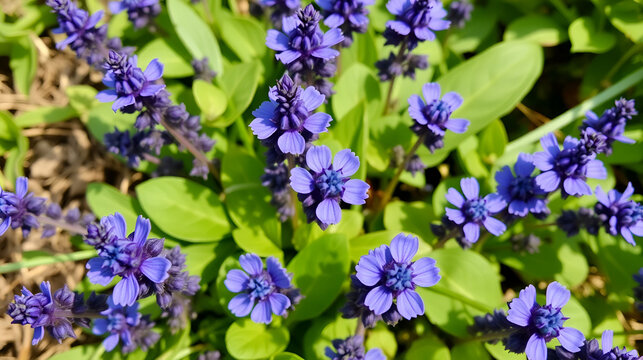 Blue flowers bugleweed(Ajuga reptans) in bloom.