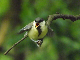 Great tit bird calling while perched on branch in green forest. © RawProduct