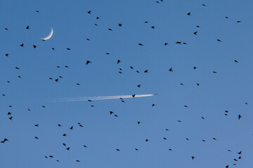 Obraz premium Bergfinken (Fringilla montifringilla)