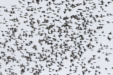 Bergfinken (Fringilla montifringilla)