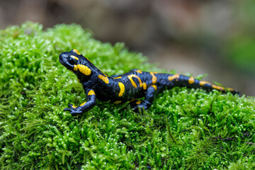 Obraz premium Feuersalamander (Salamandra salamandra)