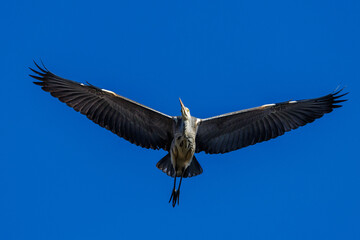 Obraz premium Graureiher (Ardea cinerea)