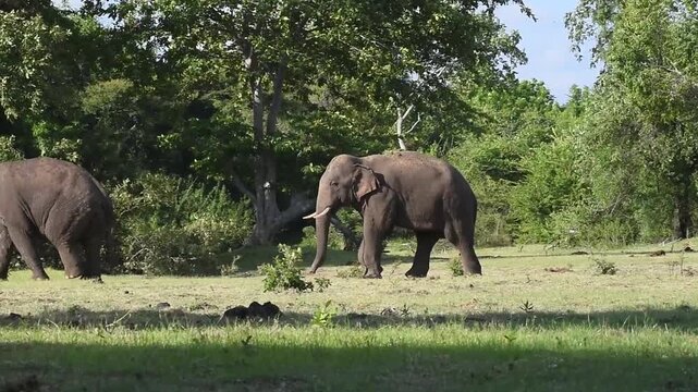 Intense wildlife action: Two wild Asian tusker elephants engaged in a territorial fight, with one tusker chasing and attacking the other in a natural habitat in Sri Lanka.