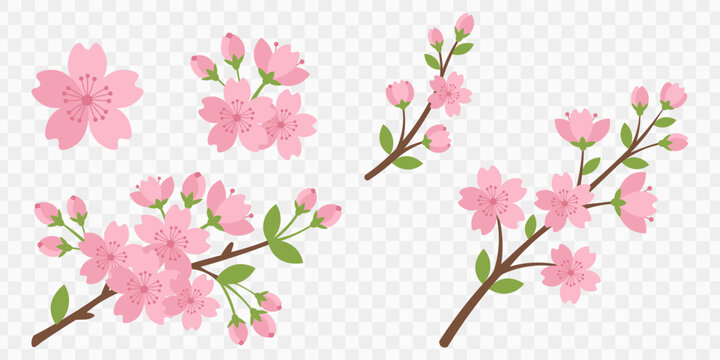Cherry blossom sakura branches vector illustration