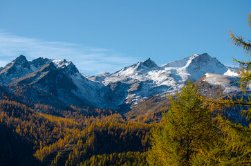 Obraz premium Autumn mountain landscape with golden larch trees and snowy peaks in Aosta Valley