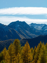 Obraz premium Golden larch treetops against blue mountain ranges in Aosta Valley, Italy