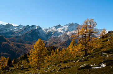 Fototapeta premium Golden larch trees and snowy alpine peaks in Aosta Valley, Italy