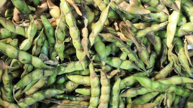 Fresh Green Pigeon Peas Pods harvested. Seasonal green vegetables whole in India