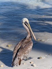Brown pelican standing patiently near ocean water edge on a sunny sandy beach shore