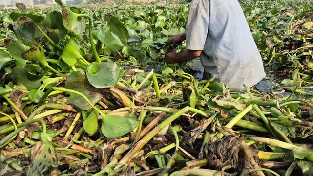 Professional RAW close-up eye level shot of a farmer cutting water hyacinth in a pond for cattle fodder in Bangladesh, 4K UHD 30fps.