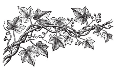 botanical illustration of a climbing ivy vine with lush leaves and berries. Hand-drawn engraving style. © trianatio
