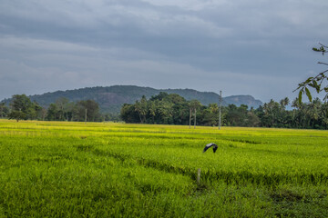 Fototapeta premium rice field background in the asian