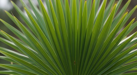 Obraz premium Close up of vibrant green palm fronds displaying natural leaf structure