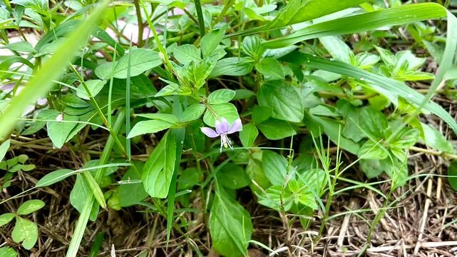 Maman Lanang flower (Cleome rutidosperma) with leaf background. It is a very common weed of lawns