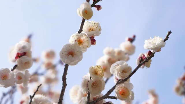 White Plum Blossoms Against Clear Blue Sky &ndash; Japanese Early Spring Nature Background