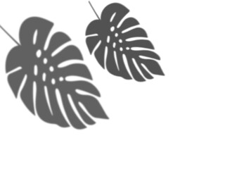 Minimalistischer Hintergrund mit Schatten von zwei Monstera-Bl&auml;ttern