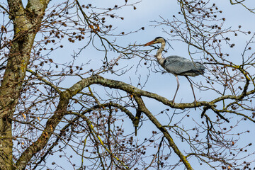 Graureiher (Ardea cinerea)