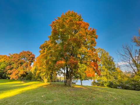 Sugar Maple Tree (Acer saccharum) with Vibrant Fall Foliage in Sunny Park