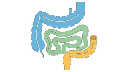 Fototapeta premium Human Digestive System Anatomy Illustration.