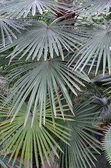 Trachycarpus Palme