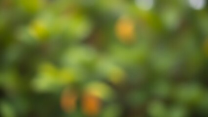 Blurred green leaves with orange spots