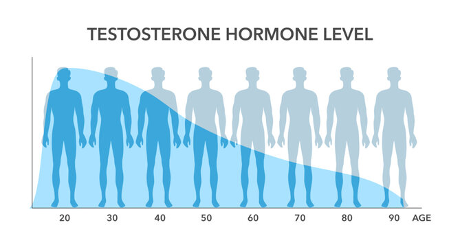 variation in serum testosterone levels across different ages, highlighting hormonal changes in men diagram hand drawn schematic vector illustration. Medical science educational illustration